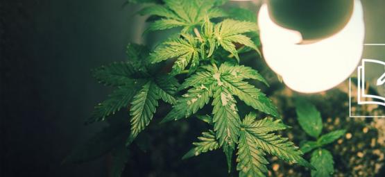 Alt, du skal vide om mikrodyrkning af cannabis