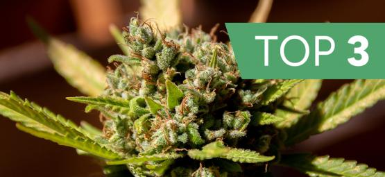 Top 3 cannabissorter efter terpener