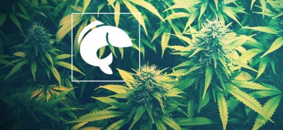 En guide til at bruge akvaponik til at dyrke cannabis