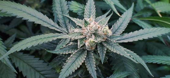 7 faktorer, der kan påvirke cannabis i blomstringsfasen