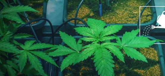 Sådan vander du cannabisplanter, når du ikke er hjemme