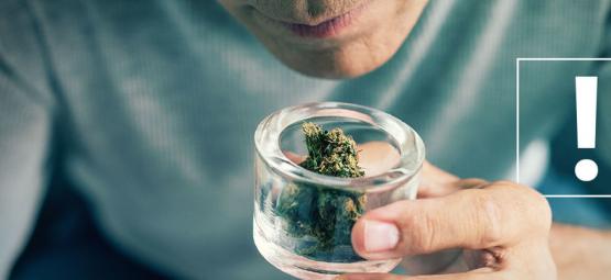 Sådan genkender du urenheder i cannabisblomster