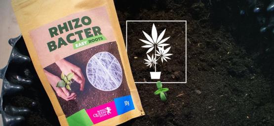 Hvordan rhizobakterier kan fremme cannabisvækst