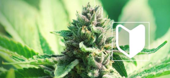 Hvad skal du bruge for at komme i gang med at dyrk cannabis?