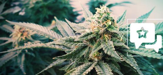Sunset Sherbet Automatic: Anmeldelse og information om cannabissorten