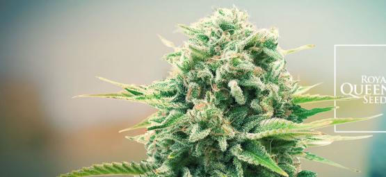 Nye cannabissorter fra Royal Queen Seeds sætter en ny standard i 2026