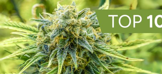 Top 10 hurtigste Autoflower i 2026