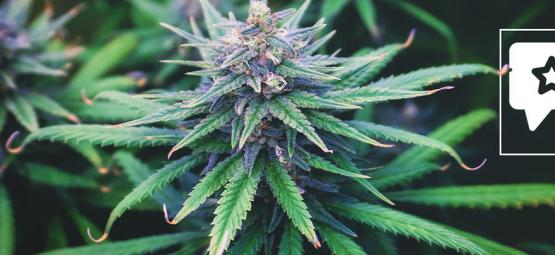 Do-Si-Dos Automatic: Anmeldelse og information om cannabissorten