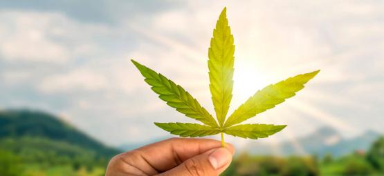 Cannabiskarrierer forklaret