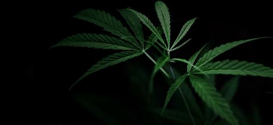 Sådan styrer du cannabisblomstring med lysdeprivation