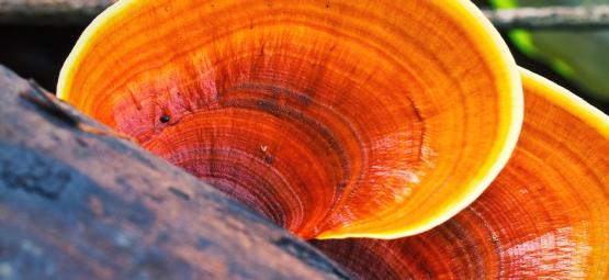 Hvad er reishi-svamp?