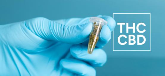 Sådan tester du THC- og CBD-niveauer i cannabisprodukter