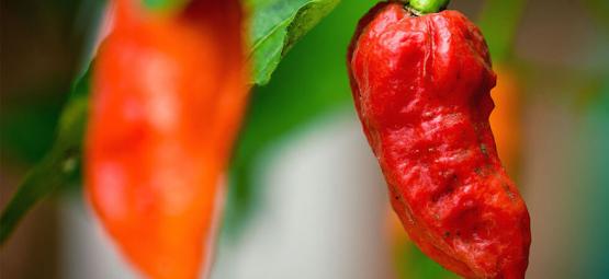 Ghost Pepper (Bhut Jolokia): Sådan dyrker og bruger du den