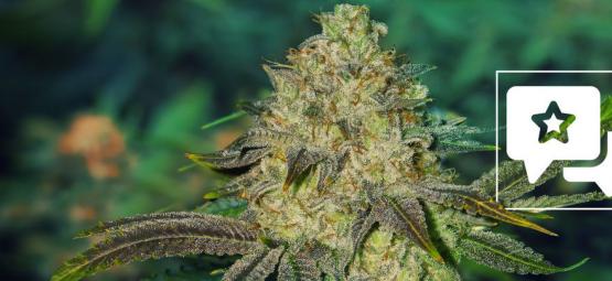 Watermelon Candy: Sortsanmeldelse og information