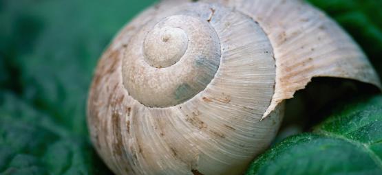 Cannabis-skadedyr: Sådan håndterer du snegle og dræbersnegle