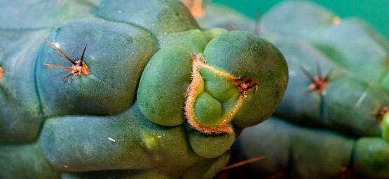Echinopsis Zamnesiana — Vores eksklusive meskalin-kaktus