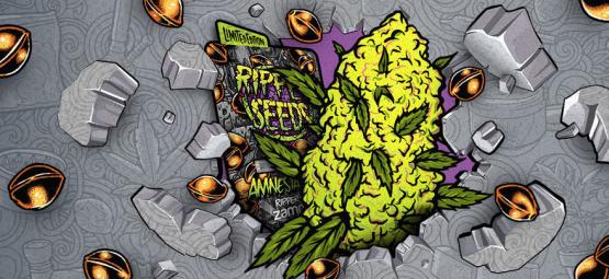 Zamnesia x Ripper Seeds: Amnesia Punch (begrænset udgave)