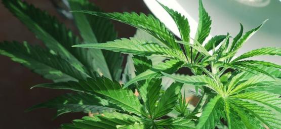 Har du brug for sidelamper til cannabisplanter?
