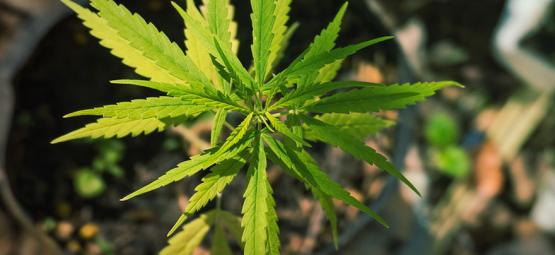 Mærkelige og fascinerende cannabis-mutationer