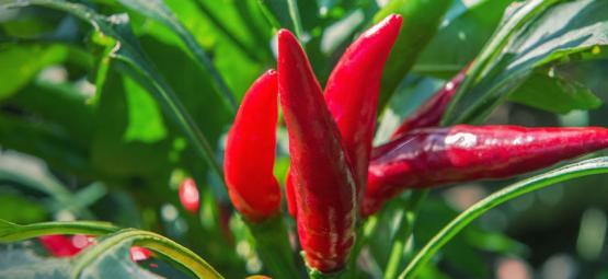 De bedste ledsagerplanter til chiliplanter