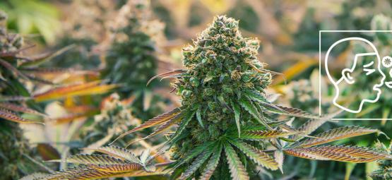 Hvad er cannabisallergi?