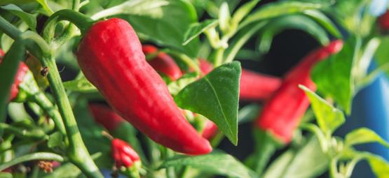 Sådan dyrker du chili indendørs