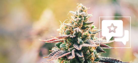Lava Cake: Anmeldelse og information om cannabissorten
