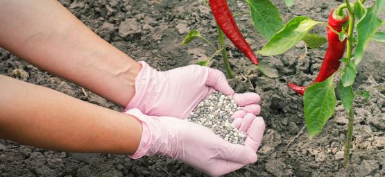 Sådan gøder du chilipeberplanter