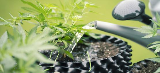 Sådan bruger du omvendt osmosevand til at dyrk cannabis