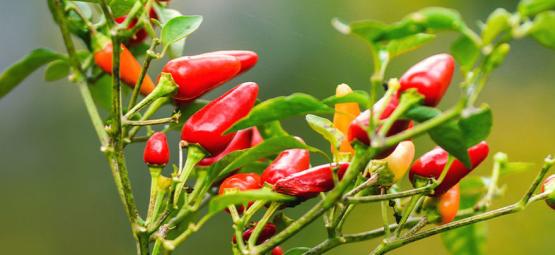 Sådan dyrker du stærke chilier udendørs