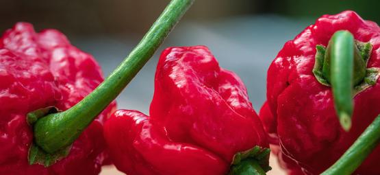 Carolina Reaper: Sådan dyrker og bruger du den