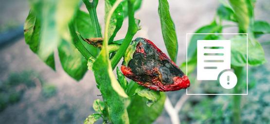 Sådan slipper du af med skadedyr på chiliplanter