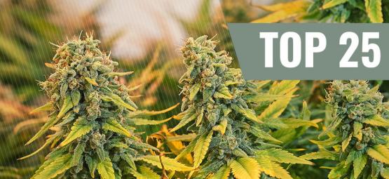 Top 25 klassiske cannabissorter