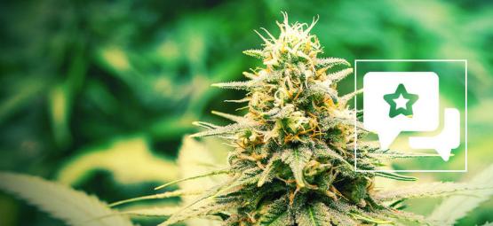 Frosted Guava: anmeldelse og information om cannabissorten