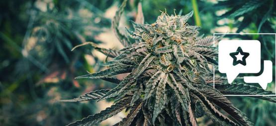 Pink Rozay: Anmeldelse og information om cannabissorten