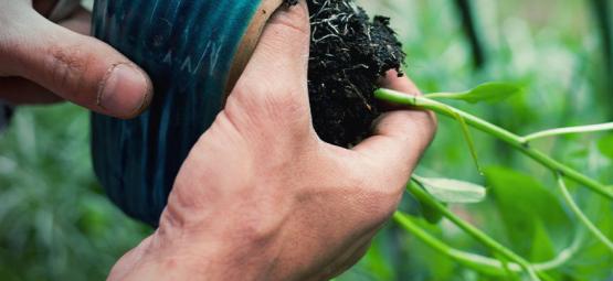 Sådan omplanter du chiliplanter