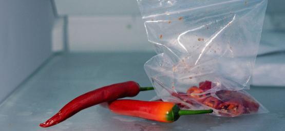 Kan du fryse chilipebre?