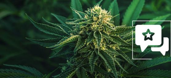 Apple Fritter: Anmeldelse og information om cannabissorten