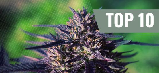 Top 10 Purple cannabissorter [2026]