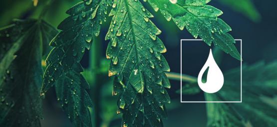 Hvor meget vand har cannabisplanter brug for?