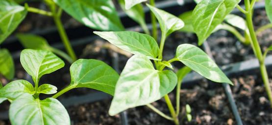 Sådan dyrker du chiliplanter fra stiklinger