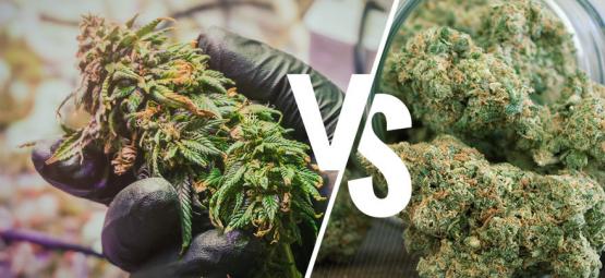 Forstå forskellen på rå og dekarboxyleret cannabis