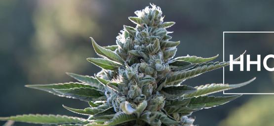 Det skal du vide om hexahydrocannabinol (HHC)