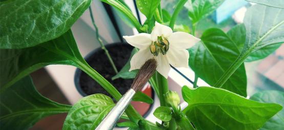 Sådan håndbestøver du chiliplanter