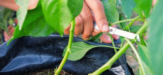 Sådan beskærer du chiliplanter for maksimalt udbytte