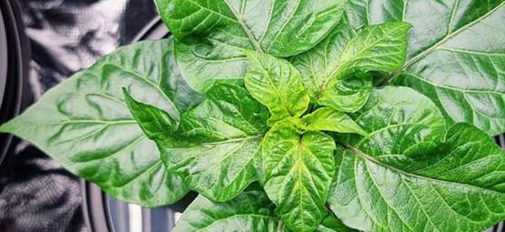 Sådan dyrker du chili med hydroponik
