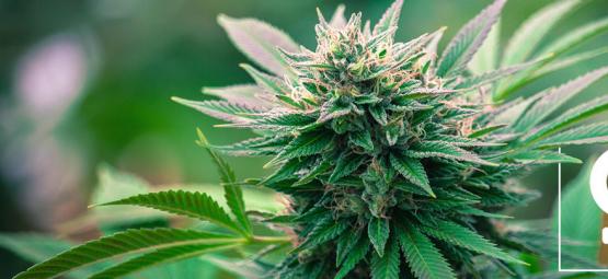 Top 10 grunde til at dyrke feminiserede cannabisfrø