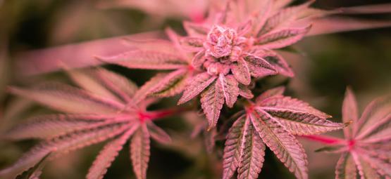 Sådan fikser du lilla og røde cannabisstængler