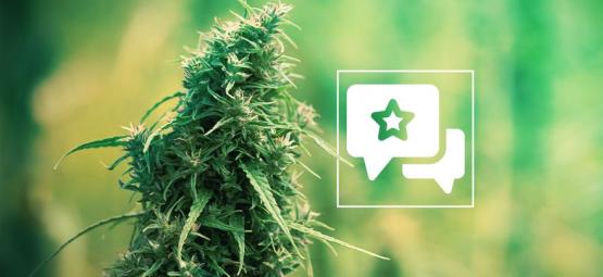 Sour Diesel: Anmeldelse og information om cannabissorten