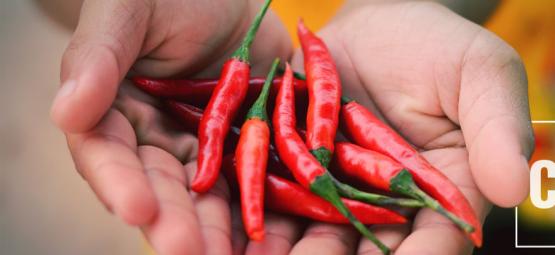Hvordan capsaicin kan lindre cannabinoid-hyperemesis-syndrom